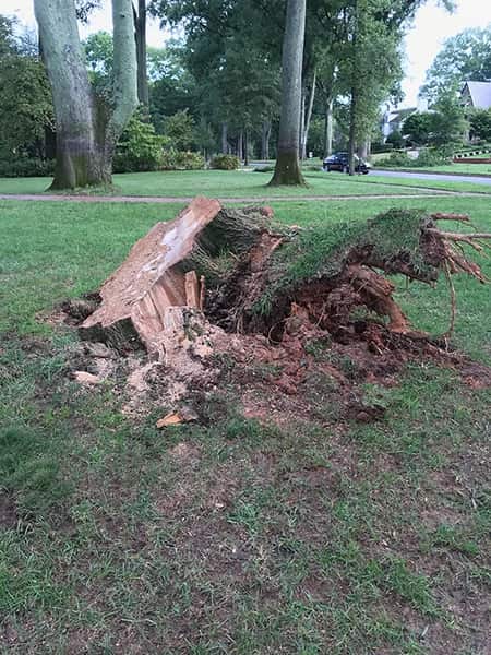 Mark's Stump Grinding team