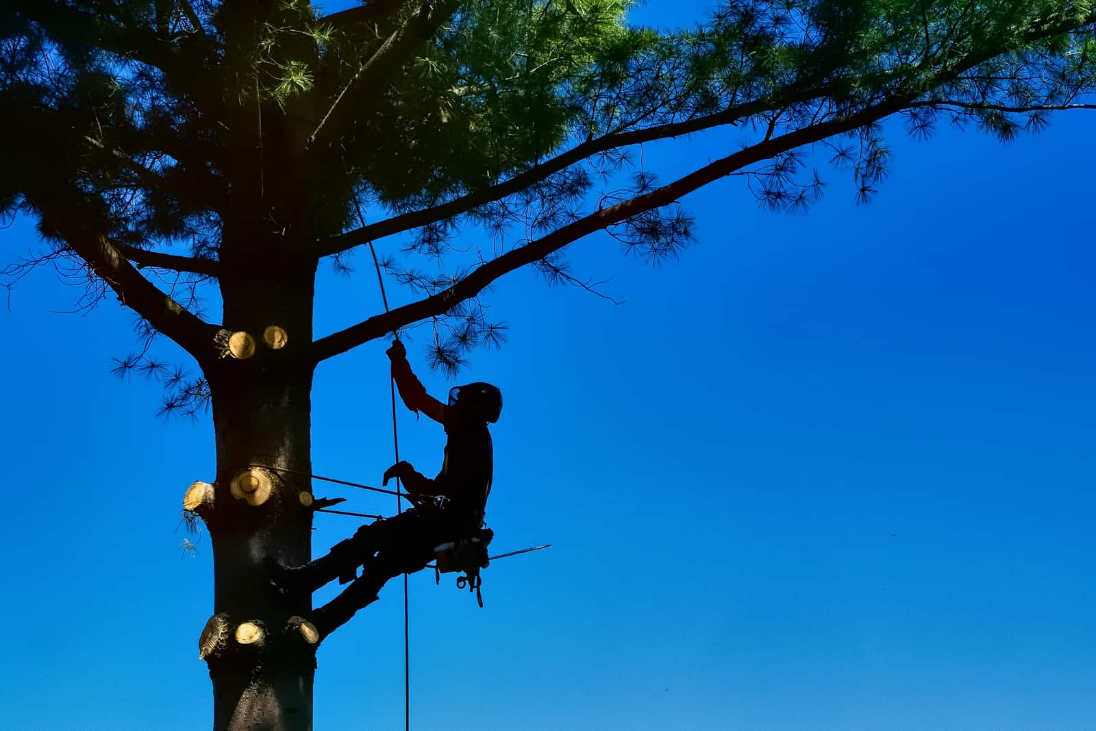 Tree service work in Charlotte